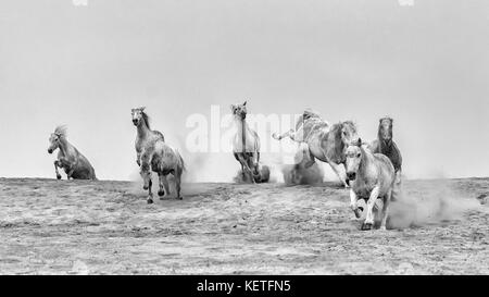 Camargue Pferde (Equus caballus), gallopping über einem Sandstrand in der Nähe von Saintes-Marie-de-la-Mer, Camargue, Frankreich, Europa Stockfoto