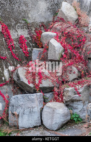 Herbst rote Blätter Virginia Creeper auf Felsen Stockfoto