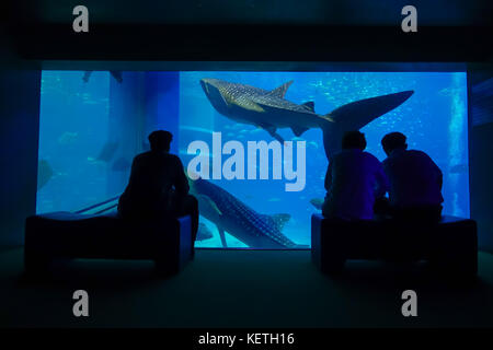 Osaka, Japan - 18. Juli 2017: Schatten von Touristen fotografieren und das Meer Kreaturen im Osaka Aquarium Kaiyukan in Osaka, Japan Stockfoto