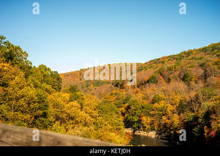 Bäume im Herbst in Hülle und Fülle Stockfoto