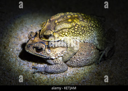 Gemeinsame braunen Kröten in der Nacht reproduzieren, weiblichen, männlichen auf ihr zurück in Richtung Teich, in dem die Eier gelegt sind, Stockfoto