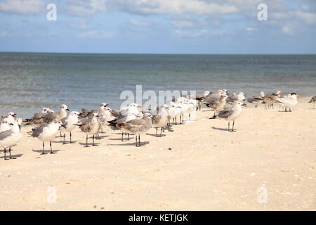 Royal tern thalasseus Maximus inmitten einer Herde von Lachen Möwen leucophaeus atricilla am Strand von Naples in Florida Stockfoto