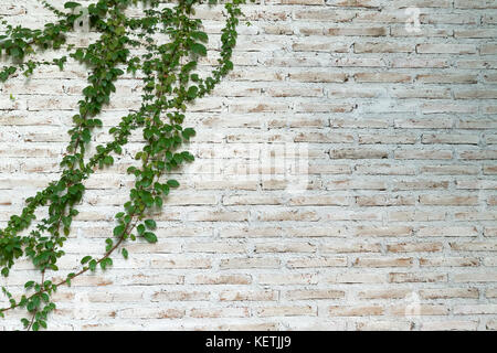 Die Mauer ist gemauert und dann lackiert in Weiß. Es gibt Kletterpflanzen an der linken Wand. Diese Wand ist beliebt im englischen Stil. Auch bekannt als vinta Stockfoto