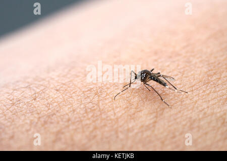 Moskitos sind verteilt auf die menschliche Haut Blut zu saugen. Menschen, die Moskitos oder moskito Bisse bekommen. Malaria Krankheit verursachen. Die Mücken sind ein gefährlicher Stockfoto