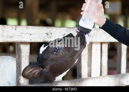 Milch füttern eines Kalbes. Kleines Mädchen Hand feeding Milchflasche zu kleines Baby Kuh. Stockfoto