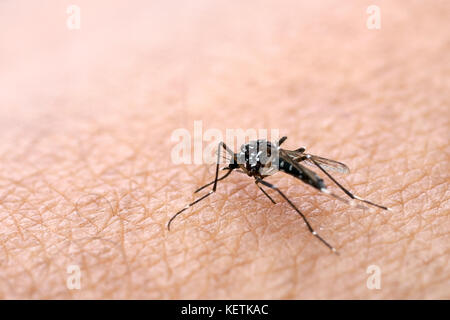 Moskitos sind verteilt auf die menschliche Haut Blut zu saugen. Menschen, die Moskitos oder moskito Bisse bekommen. Malaria Krankheit verursachen. Die Mücken sind ein gefährlicher Stockfoto