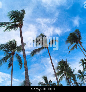 Palmen am blauen Himmel und weiße Wolken Stockfoto