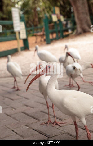 American White ibis eudocimus Albus Vögel Spülpumpe für Lebensmittel in einem Park in Naples, Florida, USA Stockfoto