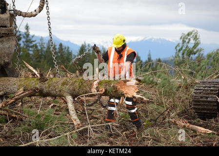 KUMARA, NEUSEELAND, 20. SEPTEMBER 2017: ein Waldarbeiter entfernt die Kette aus einer Anmeldung bei einer Anmeldung vor Ort in der Nähe von Kumara, West Coast, Neuseeland Stockfoto