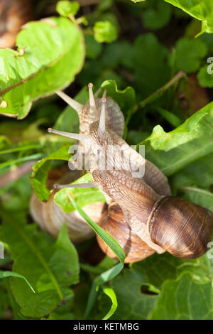 Kleine Schnecken auf dem Gras Stockfoto