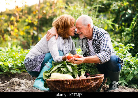 Senior paar Gartenarbeit in den Garten im Hinterhof. Stockfoto