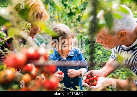 Senior Paar mit Enkelin und Gärtnern im Garten im Hinterhof Stockfoto