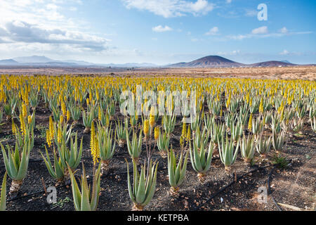 Aloe Vera Farm Plantage Stockfoto