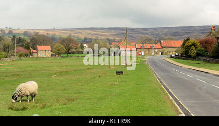 Schafe weiden neben der Dorfstraße in Goathland. Stockfoto