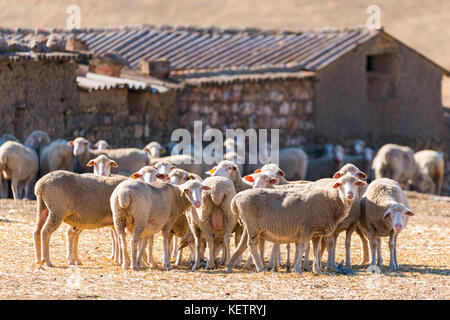 Herde von Schafen an Kamera Suchen im Feld Stockfoto