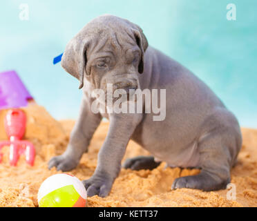 Reinrassige Dogge Welpen, fertig ist das Spiel mit einem kleinen Strand Ball Stockfoto