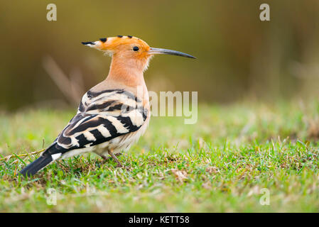 Gemeinsame wiedehopf Upupa epops oder, schöner Vogel. Kopieren Sie Platz für Text Stockfoto