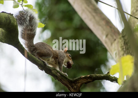 Melton Mowbray, Leicestershire, Großbritannien. Oktober 2017. Graues Eichhörnchen läuft an einem Herbsttag mit grauem Himmel und niedrigen Wolken durch die Baumwipfel mit Futter für den Winterladen. Foto: Clifford Norton/Alamy Live News Stockfoto