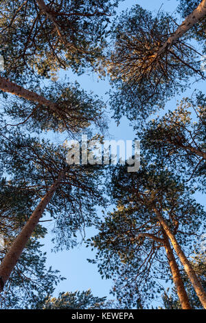 Ansicht von unten an den Oberseiten der sonnenbeschienenen Pinien im sonnigen Wintertag. Stockfoto