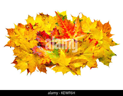 Bunte nass Ahornblätter auf weißem Hintergrund. Stockfoto