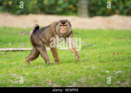 Golden bauchige mangabey Affen im Zoo, Tier leben Stockfoto