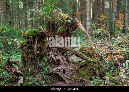 Entwurzelte Baum, dessen Wurzeln durch zu hohe Winde im Fichtenwald Stockfoto