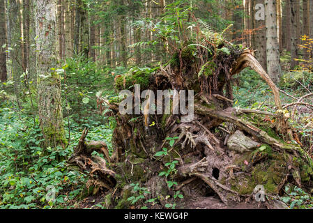 Entwurzelte Baum, dessen Wurzeln durch zu hohe Winde im Fichtenwald Stockfoto