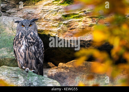 Uhu (Bubo bubo) sitzen auf Felsvorsprung in der Felswand im Herbst Wald Stockfoto
