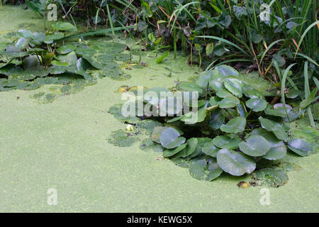 Teich Algen und Seerosen Stockfoto