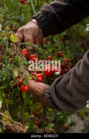Mann in Tomaten ernten, die in einem biologischen Landwirtschaft Bauernhof. Stockfoto