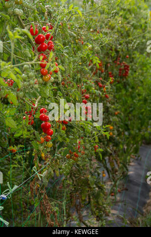 Pltation der Tomate in einer biologischen Landwirtschaft Bauernhof Stockfoto