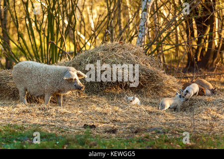 Rasse von lockigen Schweinen. Öko-Farm für den Anbau von Schweinen seltene Felsen Stockfoto