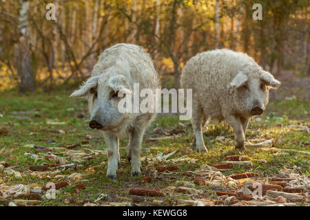 Rasse von lockigen Schweinen. Öko-Farm für den Anbau von Schweinen seltene Felsen Stockfoto