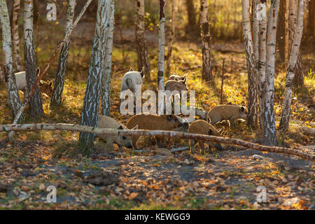Rasse von lockigen Schweinen. Öko-Farm für den Anbau von Schweinen seltene Felsen Stockfoto