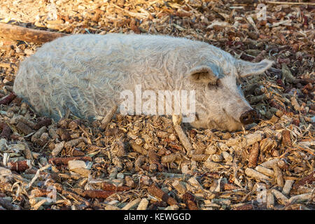 Rasse von lockigen Schweinen. Öko-Farm für den Anbau von Schweinen seltene Felsen Stockfoto