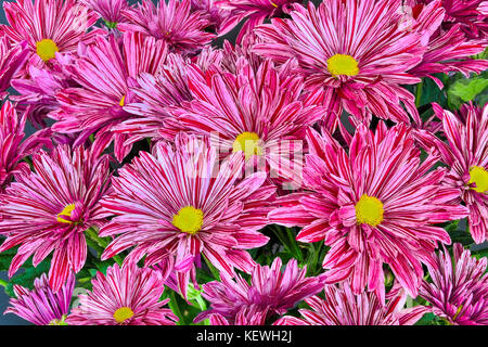 Schöne floral background - bunte Chrysantheme blumen blumenstrauss mit pink, lila und weißen Streifen auf Blüten Nahaufnahme Stockfoto