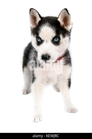 Siberian Husky Welpen isoliert auf weiss Stockfoto