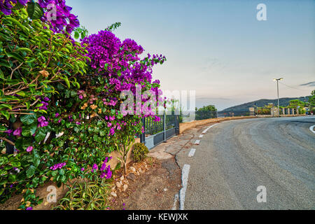 Bougainvillea glabra auf asphaltierter Straße auf der Insel Elba Stockfoto