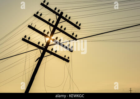 Alte hölzerne Säule mit Power Line in Sunrise. Holz- Pylon mit Kabel. Stockfoto