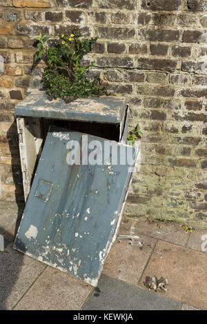 Pflanze, die aus der Spitze eines vandalized Service Box gegen eine Mauer in der Nähe von Clapham Junction Station in London, England Stockfoto