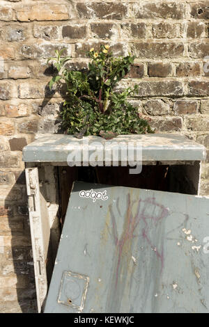 Pflanze, die aus der Spitze eines vandalized Service Box gegen eine Mauer in der Nähe von Clapham Junction Station in London, England Stockfoto