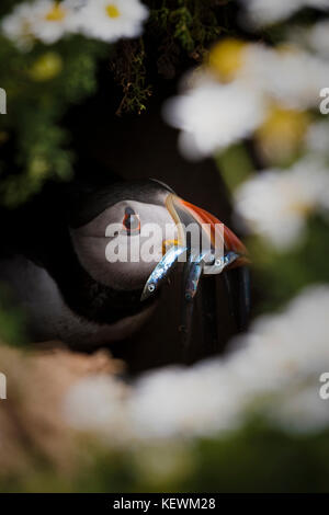 Papageitaucher (Fratercula arctica) aus einer Höhle mit einem Schnabel voller Aale und Fisch ihre Küken zu füttern. skomer Island, Großbritannien. Stockfoto