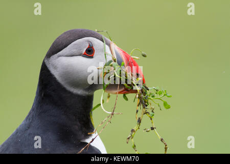 Papageitaucher (Fratercula arctica) Seite Profil auf den Klippen in der Nähe von deren Schachtelung Burrows auf der Treshnish-inseln, Mull, Schottland. Stockfoto