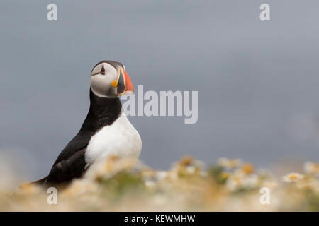 Papageitaucher (Fratercula arctica) zwischen den Blumen auf der Spitze einer Klippe auf der Insel Skomer posiert, Pembrokeshire, Wales. Stockfoto