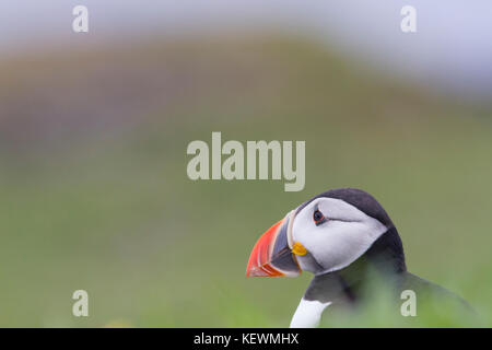 Papageitaucher (Fratercula arctica) sitzt auf einem schottischen Klippe, mit Meerblick. Stockfoto