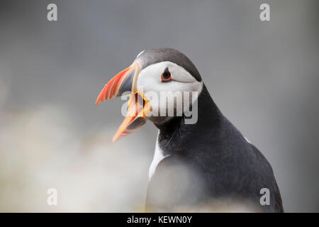 Papageitaucher (Fratercula arctica) wütend auf dem Meer Klippen der Insel Skomer, Wales. Stockfoto