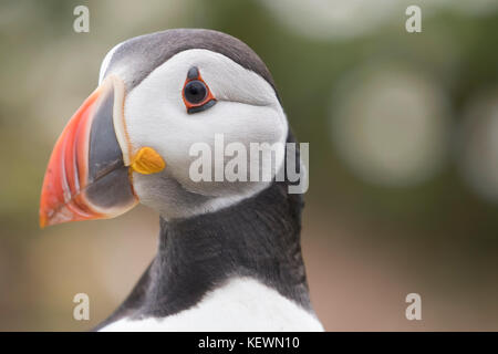 Papageitaucher (Fratercula arctica) Stockfoto