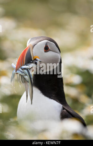 Portrait einer Papageitaucher (Fratercula arctica) mit einem Schnabel voller Fische und Aale, in unter den Blumen auf der Insel Skomer, Wales. Stockfoto