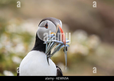 Portrait einer Papageitaucher (Fratercula arctica) mit einem Schnabel voller Aale und Fisch, zwischen den Blumen auf der Sea Cliff Tops von skomer, Wales. Stockfoto