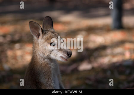 In Australien natuarl Park in der Nähe von Kangaroo in der Nähe von Bush Stockfoto